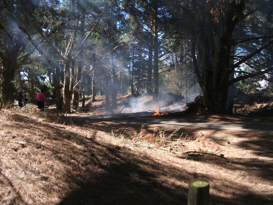 Christchurch - Spencerville: Waldbrand am CP