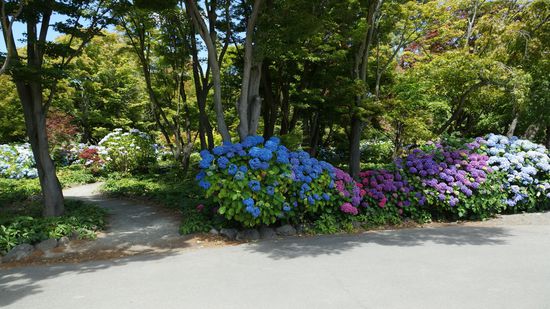 Christchurch - City: Bot. Garten, ist das ein Blau......