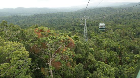 Mit Skyrail-Gondelbahn ueber dem Regenwald von Cairns.