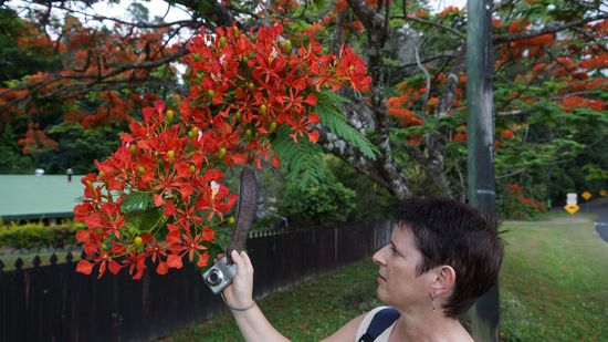 Wunderschoener, rotbluehender, riesiger Baum.