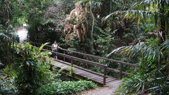 Regenwald-walk in Kuranda
