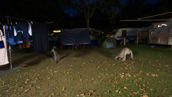 Kaenguruhs grasen auf dem Campingplatz.