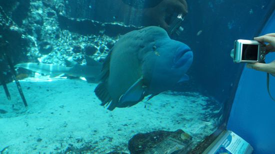 Reefaquarium in Townsville.