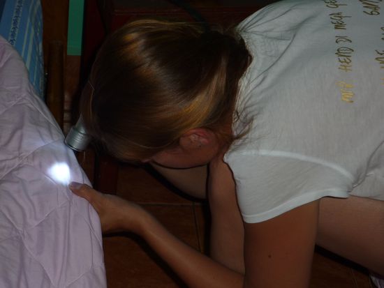 Jasmin auf der Suche nach Bettwanzen