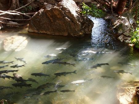 Fische im Ueberfluss