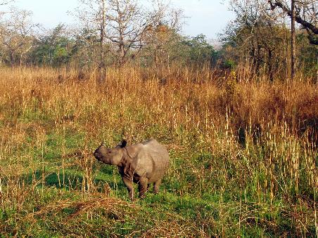 Rhino