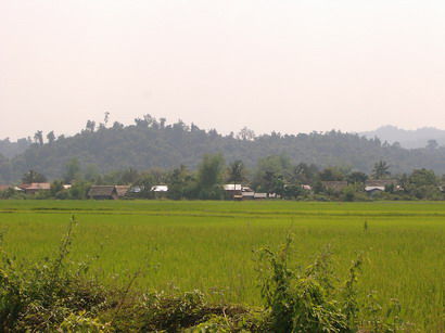 Reisfelder