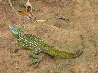 Drache vom Rio Frio