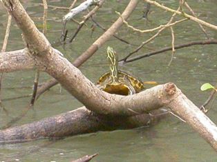 sich sonnende Schildkroete