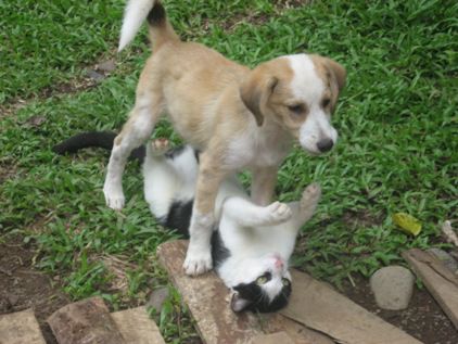 Condor und el gato sind dicke Freunde