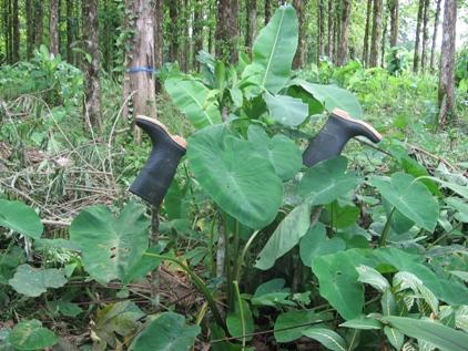 Gummistiefel, wichtigstes Utensiel auf einer Finca; schuetzen vor Schlangen und Skorpionen, und natuerlich vor Dreck