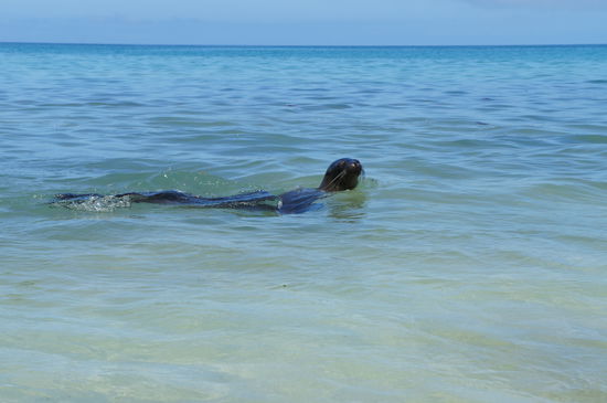 Seeloewe @ Post Office Bay