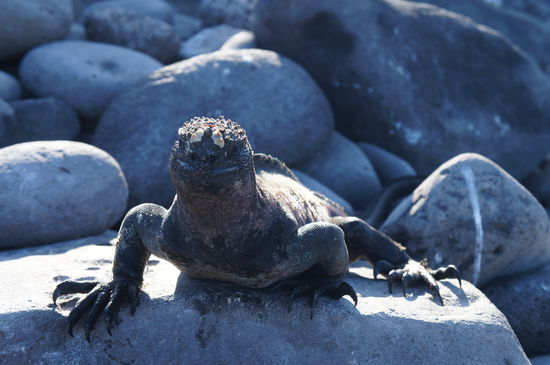 Marine Iguana