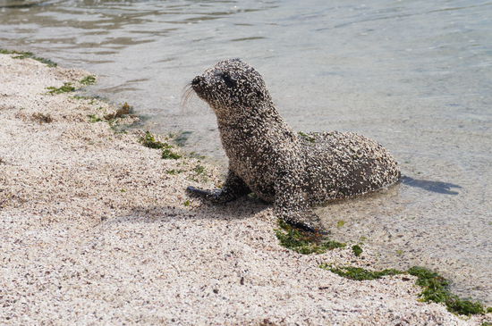 My lovely "Schnitzel" 