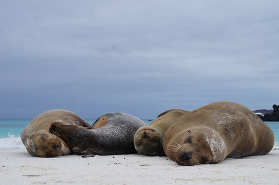 Ein kurzes Schlaefchen schadet nie... und wenn es den ganzen Tag dauern soll is auch gut!