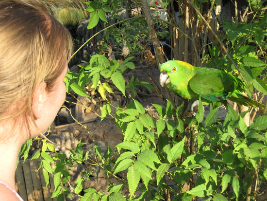 Daisys Unterhaltung beim rumspazieren. 'Darf ich dich angreifen? AHORIIITA!!' Was soviel heißt wie: jetzt, dann, gleich, irgendwann..... 
