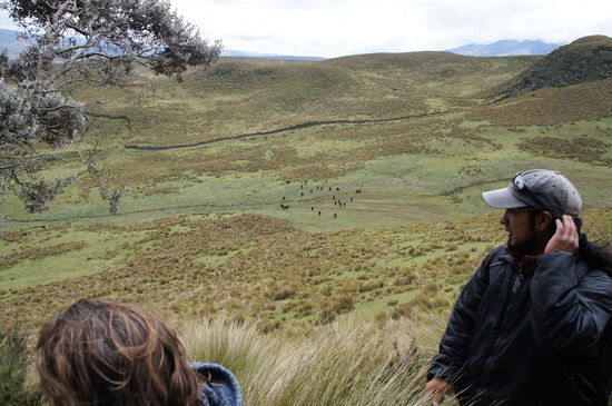 die Bullenherde... sieht am Foto viel weiter weg aus! 