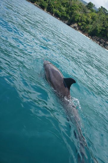 Diese können bis zu 6m groß werden...