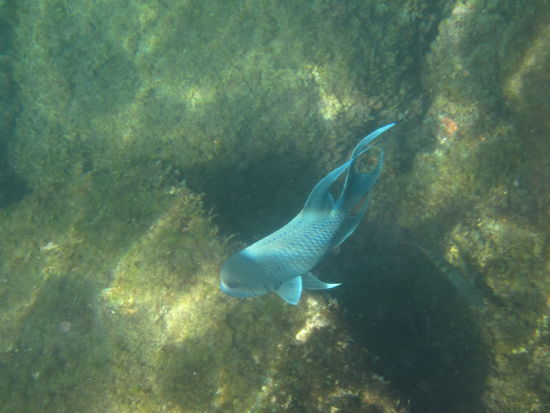 Schnorcheln bei Isla Tortuga