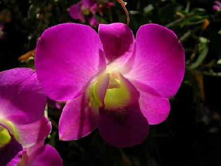 Orchideen gibt es buchstaeblich an jeder Ecke