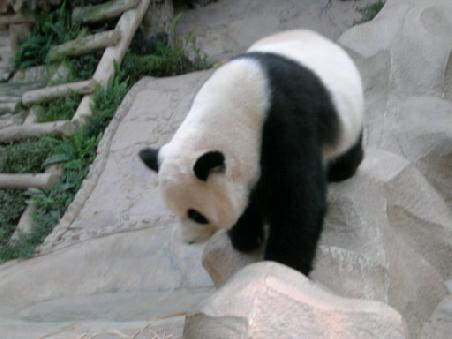 Panda in action