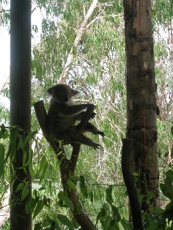 Koala - Chef