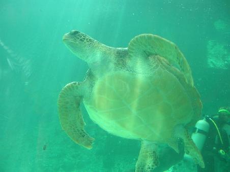 Big Green Turtle