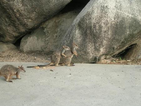 Wallabies dabei mehr zu werden