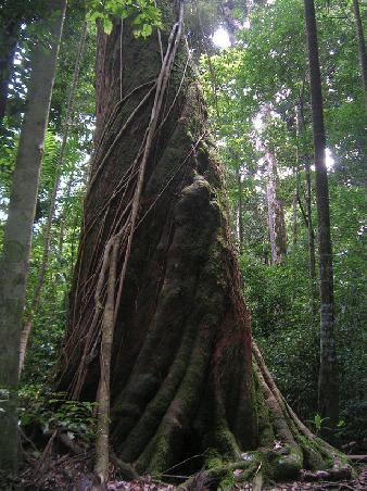 Big Baum