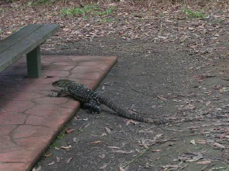 Lizard am Grillplatz