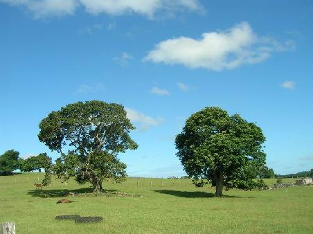 Wunderschoenes Hinterland bei Byron Bay