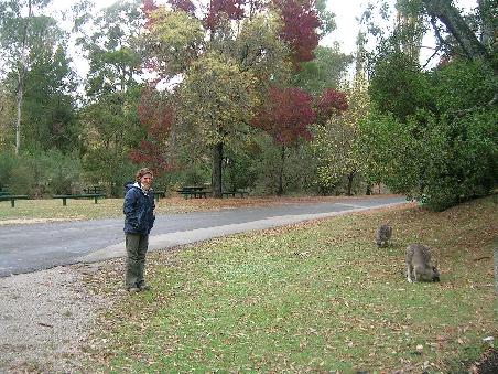 Julia mit grasenden Kaengurus im Herbstwald