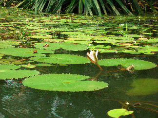Teilweise wachsen Lotus und Seerosen wild, wie hier, aber sie werden auch in grossen Erdbassins angebaut fuer den Verkauf.