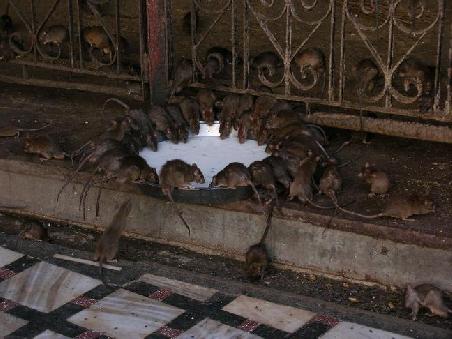 Auch Ratten brauchen Liebe...