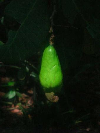 Spice-Farm:
Eine Cashew Frucht(drunter haengt die Nuss), wir koennten uns jetzt ueber botanische Details auslassen, sagen aber nur, aus der Frucht(nicht Nuss!) macht man nen leckeren Schnapps, wartet's ab! )