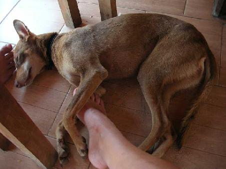 Buddy! Weltbester Hund von ALLEN!
In ihrer tagsueber Lieblingspose:
Unter dem Tisch razen und Koerperkontakt halten (unten Nadin's Fuss, oben Olli's)