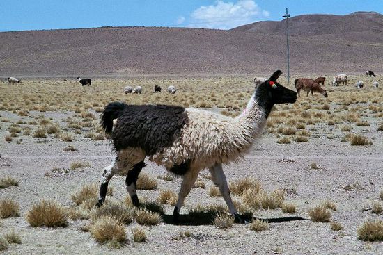 Lamas
