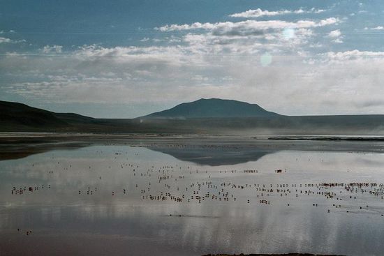 Viele Flamingos in der Laguna Colorada