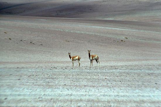 Vicuñas