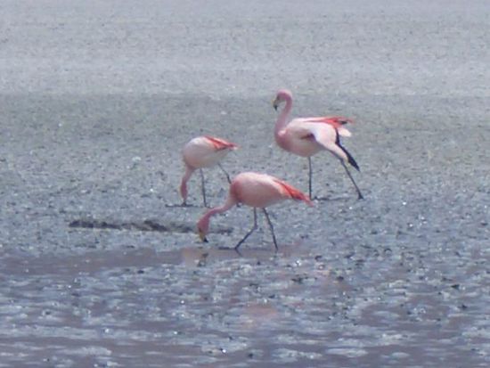 Flamingos