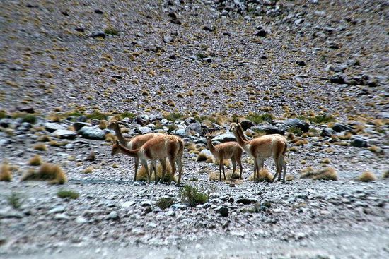 Vicuñas