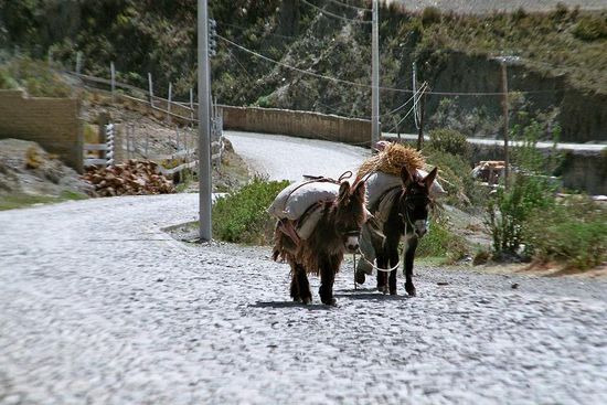 Wie in den meisten Orten, gibts auch in Uni mehr Esel als Autos ...