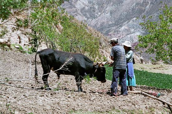 Der Ochse wird angespannt ...