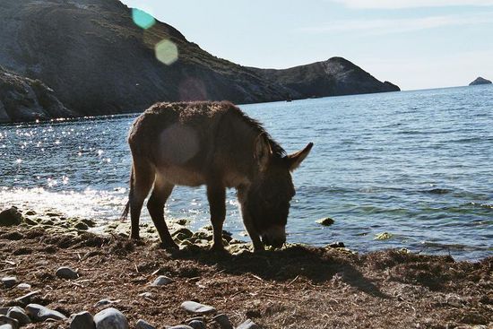 Nach dem tränken werden die Esel zum Dorf hochgetrieben.