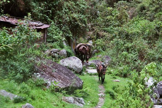 In Choro kommt uns mal wieder eine Pferdekarawane entgegen.