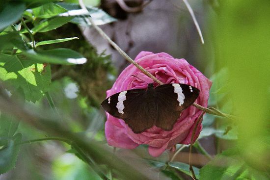 Schmetterlinge gabs auch ...