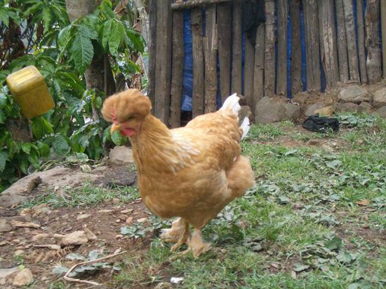 ... ihr federfüßiges Huhn ...