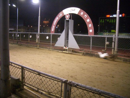 ... und der Hase (der weiße Büschel rechts)