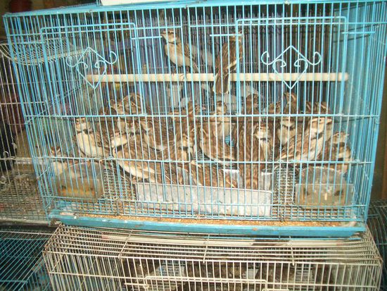 Vögel ... die Lieblingshaustiere der Chinesen