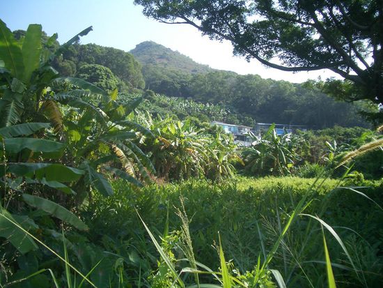 Lamma ist ganz schön grün ...